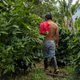 Though pot farming has not been a boon for Toribío, it’s enough for locals to feed their families.